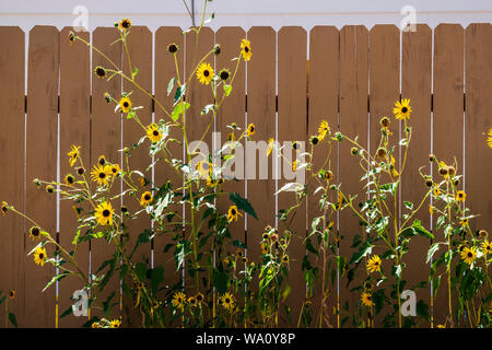 Girasoli crescono sullo sfondo della staccionata in legno stecche; Salida; Colorado; USA Foto Stock