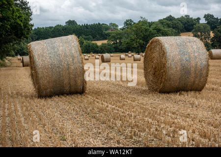 Due arrotolato in balle di fieno seduto in un campo con numerosi altri in background Foto Stock