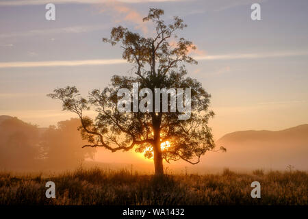 Il sorgere del sole dietro il grande albero maturo con montagne all orizzonte e cielo bluastro in NW Highlands della Scozia. Foto Stock