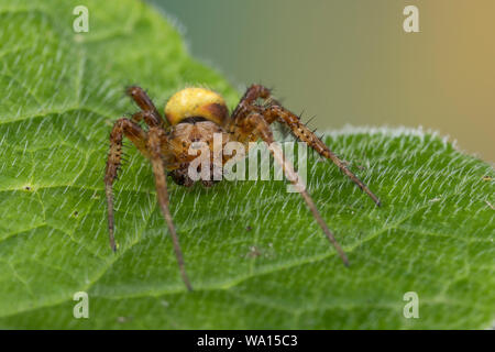 Vierfleck-Kreuzspinne, Vierfleckkreuzspinne, Männchen, Kreuzspinne, Araneus quadratus, fourspotted orbweaver, quattro spot orb-Weaver, maschio, Épeire carré Foto Stock