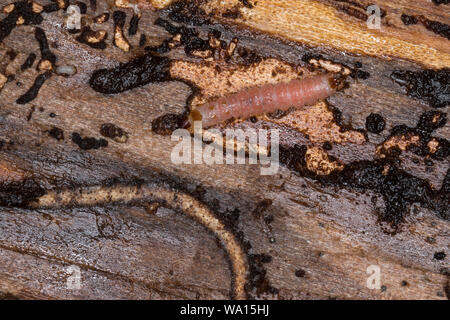 Ameisenbuntkäfer, Ameisenbunt-Käfer, Larve unter der Rinde einer Fichte, Gemeiner Ameisenbuntkäfer, Borkenkäferfresser, Ameisenartiger Buntkäfer, rispetto a Foto Stock