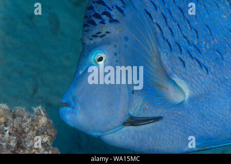 Yellowbar Angelfish (Pomacanthus maculosus) ritratto che mostra il raccordo portagomma difensivo che non è spesso visto. Preso in Mar Rosso. Foto Stock