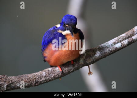 Australian Azzurro kingfisher Queensland, Australia Foto Stock