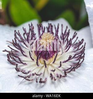 Foto Piazza del centro della pianta di bianco. Il centro è costituito da numerosi pistilli con il colore rosso porpora scuro. Bloom e pistilli sono coperti da molte acque dro Foto Stock