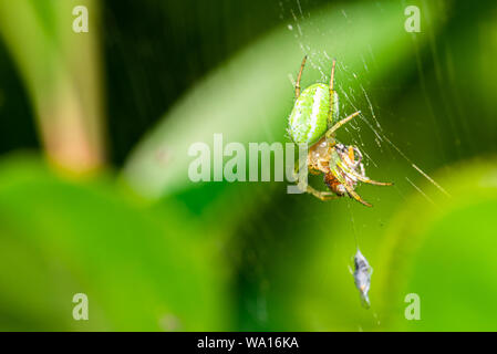 Foto orizzontale con bel ragno che mangia di bug. Spider è appollaiato sul suo web con foglie verdi in background. Spider ha corpo verde con testa arancio un Foto Stock