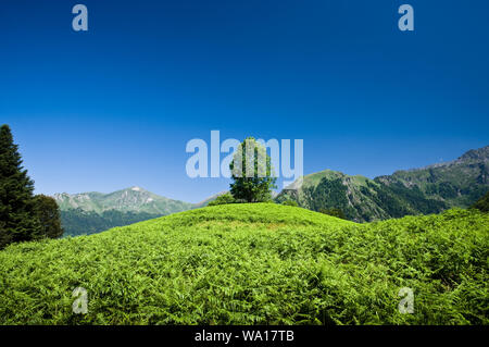 Un lone tree si trova sulla cima di una piccola collina tra le felci. Pirenei francesi. Foto Stock