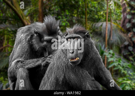 Celebes macaco crestato crestato / nero / macaco (Macaca nigra) toelettatura e delousing membro del gruppo, nativo di isola indonesiana di Sulawesi Foto Stock