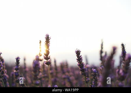 Una passeggiata attraverso i campi di lavanda appena prima che il sole è scomparso attraverso l'orizzonte. Foto Stock