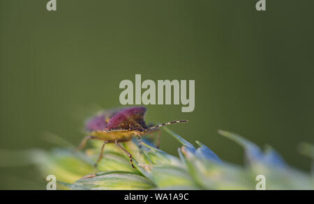 Una piccola foglia bug saldi su un orecchio di grano in natura Foto Stock