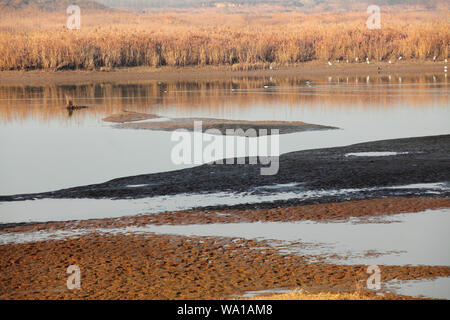 Xian wei fiume wetland bird Foto Stock