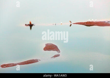 Xian wei fiume wetland bird Foto Stock