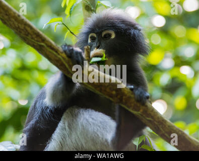 Dusky foglia o di scimmia Langur Spectacled Trachypithecus obscurus, seduti in un albero della foresta pluviale in Kaeng Krachan Parco Nazionale della Thailandia Foto Stock