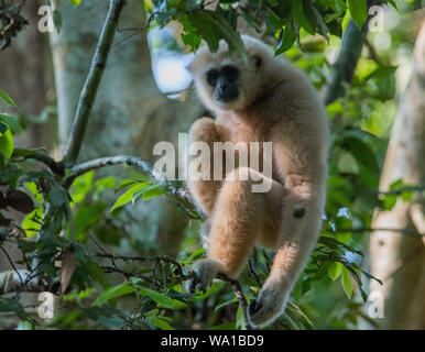 Un selvaggio biondo pallido White-Handed gibbone o Lar gibbone Hylobates lar sat alta in una struttura ad albero in Kaeng Krachan Parco Nazionale della Thailandia Foto Stock