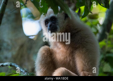 Un selvaggio biondo pallido White-Handed gibbone o Lar gibbone Hylobates lar sat alta in una struttura ad albero in Kaeng Krachan Parco Nazionale della Thailandia Foto Stock