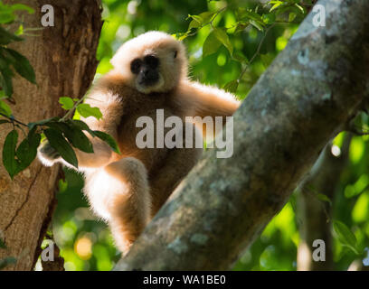 Un selvaggio biondo pallido White-Handed gibbone o Lar gibbone Hylobates lar sat alta in una struttura ad albero in Kaeng Krachan Parco Nazionale della Thailandia Foto Stock