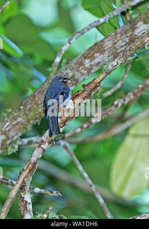 Rufous-throated Solitaire (Myadestes genibarbis solitarius) adulto appollaiato sul ramo, endemica giamaicano sub-specie le Blue Mountains, Giamaica Foto Stock