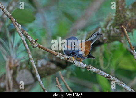 Rufous-throated Solitaire (Myadestes genibarbis solitarius) adulto appollaiato sul ramo preening, endemica giamaicano sub-specie le Blue Mountains, Giamaica Foto Stock