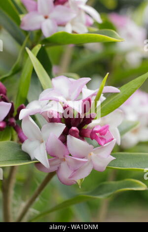 Daphne bholua 'Spring bellezza'. Fragranti fiori di carta Nepalese impianto fioritura in aprile. Regno Unito Foto Stock