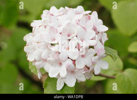 Viburnum juddii x. Fiori profumati di Judd pallon di maggio a metà primavera. Regno Unito Foto Stock