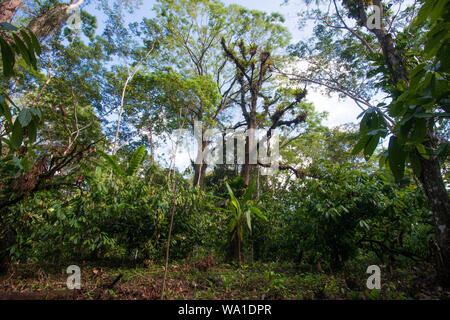 Organici e a basso impatto ambientale della produzione di cacao in coesistenza con la Atlantic rain forest in Brasile Foto Stock