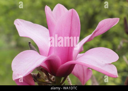 Magnolia 'argaret Helen' fiore in primavera - REGNO UNITO. Foto Stock