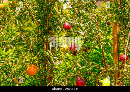 Melograno, localmente chiamato Anar o Dalim o Bedana albero da frutta dal Bangladesh. Get premium, melograno - Punica Granatu Foto Stock