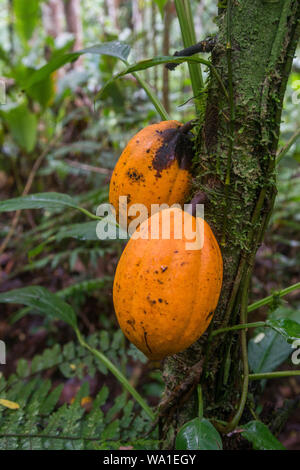 Organici e a basso impatto ambientale della produzione di cacao in coesistenza con la Atlantic rain forest in Brasile Foto Stock