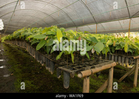 Organici e a basso impatto ambientale della produzione di cacao in coesistenza con la Atlantic rain forest in Brasile Foto Stock