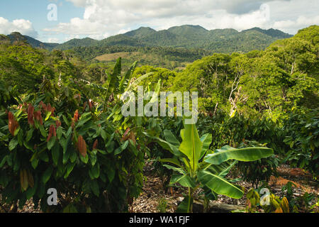 Organici e a basso impatto ambientale della produzione di cacao in coesistenza con la Atlantic rain forest in Brasile Foto Stock