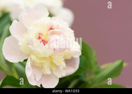 Fiori bianchi di pony lisci con vene rosse e foglie verdi su sfondo rosa pastello. Foto Stock