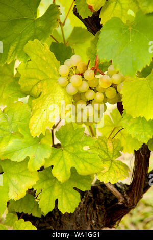 Cluster di piccole dimensioni di uva appeso su un vitigno in Alsazia, Francia Foto Stock