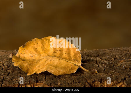 Autunno singola foglia di faggio giacente sulla corteccia di albero Foto Stock