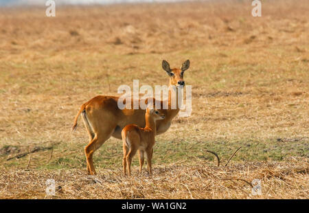 Fermale e Baby di Puku (Kobus vardonii), African antelope. Busanga Plains. Parco Nazionale di Kafue, Zambia Foto Stock