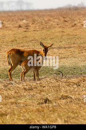 Fermale e Baby di Puku (Kobus vardonii), African antelope. Busanga Plains. Parco Nazionale di Kafue, Zambia Foto Stock