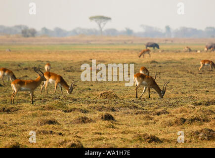 Allevamento di Lechwes Rossi (Kobus leche leche) in Busanga Plains. Parco Nazionale di Kafue. Zambia Foto Stock