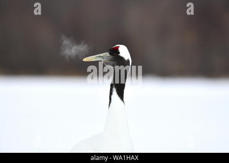 Rosso-incoronato gru Foto Stock