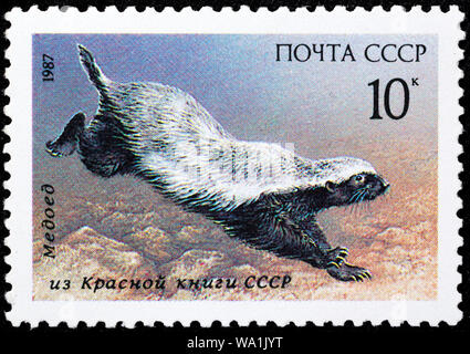 Mellivora capensis, miele Badger, ratel, francobollo, Russia, URSS, 1987 Foto Stock