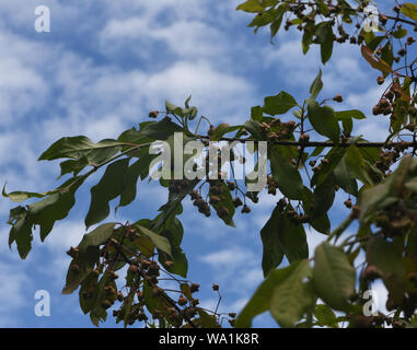 Frutto acerbo del fuso (Euonymus europaea). Tonbridge, Kent. REGNO UNITO. Foto Stock