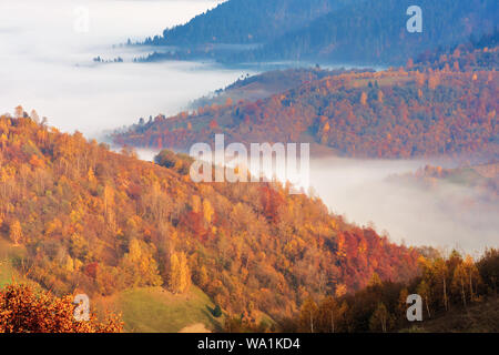 La nebbia nella valle di sunrise. bellissimo paesaggio autunnale montagne. bosco su per la collina di caduta delle foglie. Foto Stock