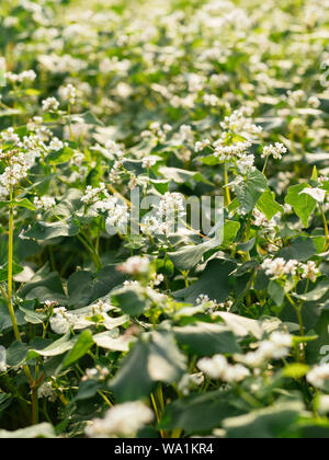 Fioritura del grano saraceno come concime verde e coprire il raccolto in un orto biologico. Foto Stock