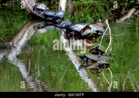 Abbastanza un mazzetto Foto Stock