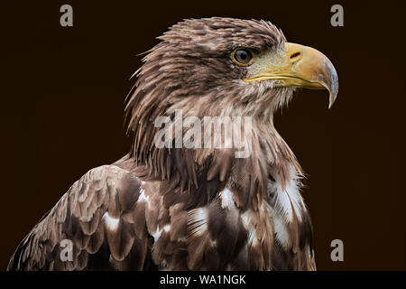 Primo piano di un'aquila di steppe (Aquila nipalensis) isolata su sfondo marrone scuro Foto Stock