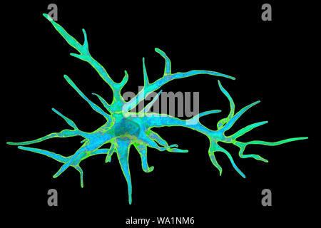 Astrocita cellule nervose, illustrazione del computer. Gli astrociti sono un tipo di cellule gliali. Essi forniscono un supporto strutturale e la protezione per i neuroni (cellule nervose) e anche la fornitura di nutrienti e ossigeno. Le cellule non è in grado di trasmettere segnali elettrici e quindi isolare i neuroni uno dall'altro. Foto Stock