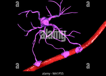 Astrocita e con il vaso sanguigno, illustrazione del computer. Gli astrociti, cervello cellule gliali, noto anche come astroglia, collegare le cellule neuronali a vasi sanguigni e fornire barriera ematoencefalica. Foto Stock