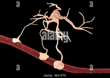 Astrocita e con il vaso sanguigno, illustrazione del computer. Gli astrociti, cervello cellule gliali, noto anche come astroglia, collegare le cellule neuronali a vasi sanguigni e fornire barriera ematoencefalica. Foto Stock