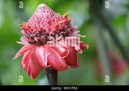 Ellingera elatior o fiore di cera filippina. È una specie di pianta perenne erbacea. Foto Stock