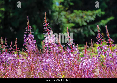 Willow herb fiori viola closeup. bellissima natura sfondo. foresta sfocato nella distanza Foto Stock