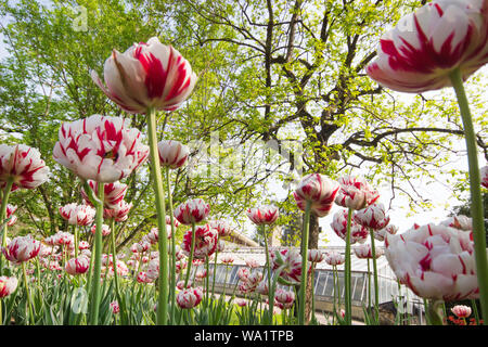 Stupefacente tulipano bianco fiori che fioriscono in un campo di tulipano, sullo sfondo di fiori tulipano blurry. Foto Stock