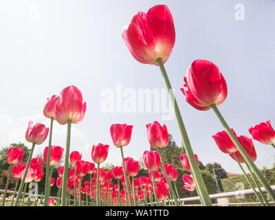 Belli, colorati mazzo fioritura dei campi di tulipani, molla tulip sbocciare fiori sfondo. Foto Stock