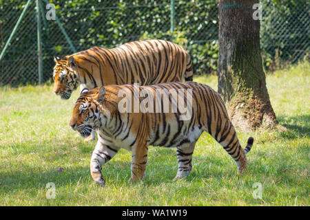 Outdoor di grande tiger animale, due eleganti di tigri passeggiate in estate natura parco safari, le tigri del Bengala nel giardino zoologico. Foto Stock